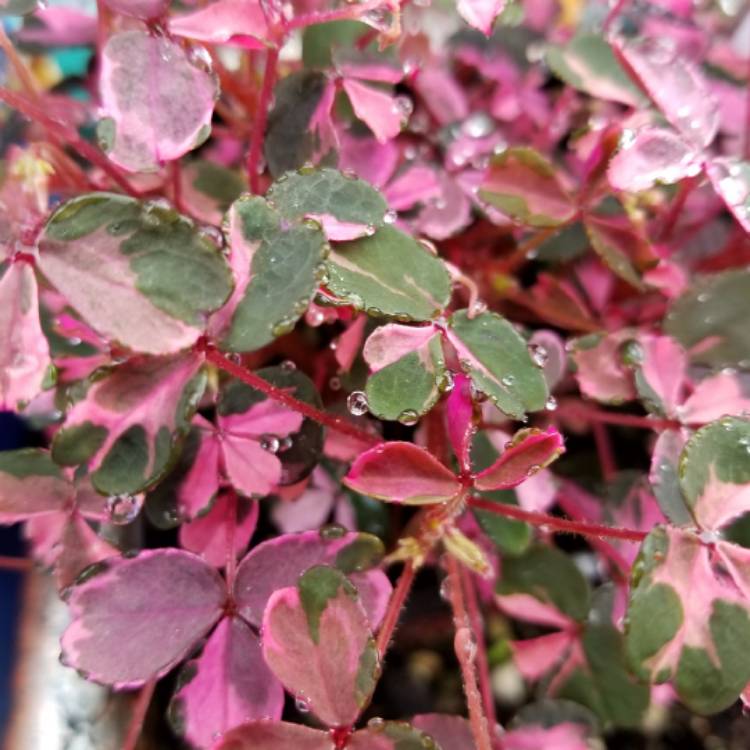 plant image 650806 plant image 650806
