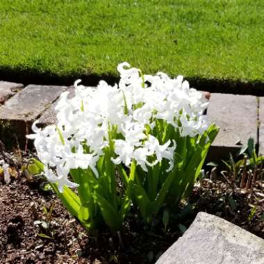 Hyacinthus orientalis