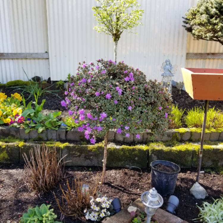 plant image 655342