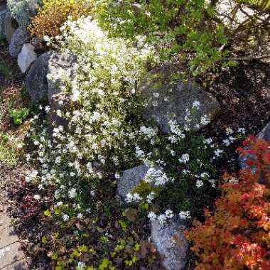 Saxifraga