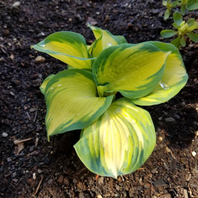 plant image 657152 plant image 657152
