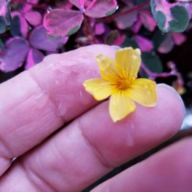 Oxalis 'Plum Crazy'