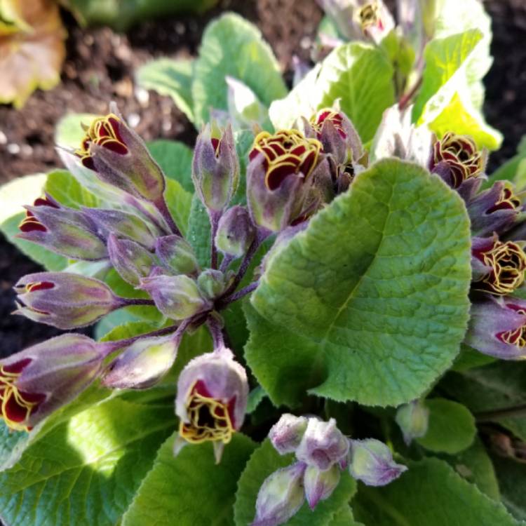 plant image 659024 plant image 659024