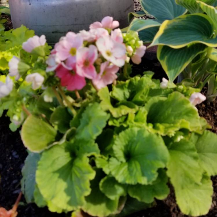 plant image 659387 plant image 659387