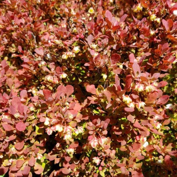 plant image 668955 plant image 668955