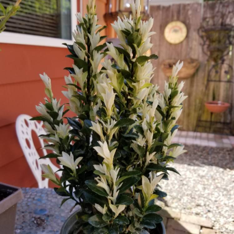 Plant image Euonymus 'Paloma Blanca'