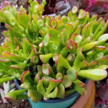 Crassula ovata 'Gollum'
