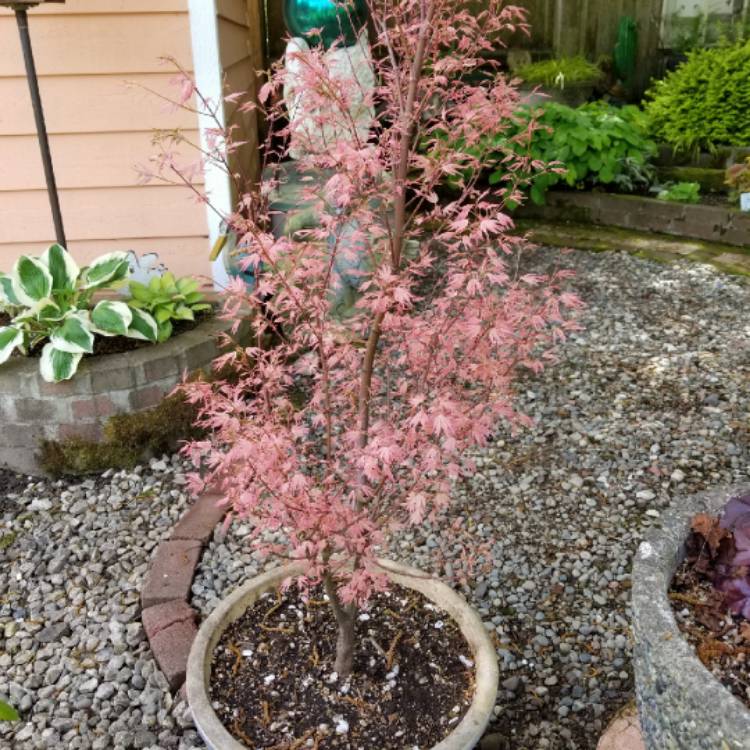 Plant image Acer palmatum 'Taylor'