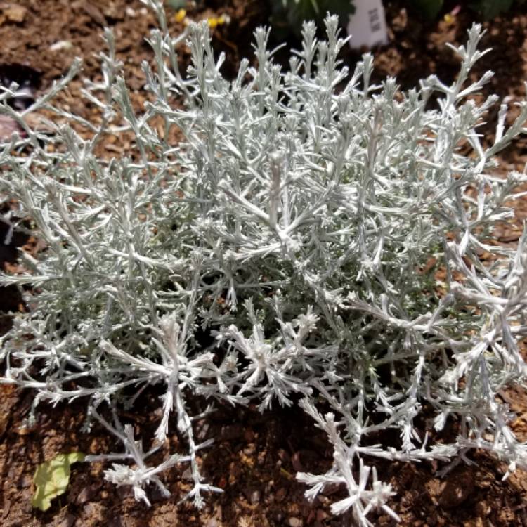 Plant image Calocephalus