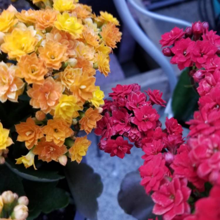 Plant image Kalanchoe blossfeldiana Pink Queen