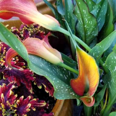 Zantedeschia 'Morning Sun'