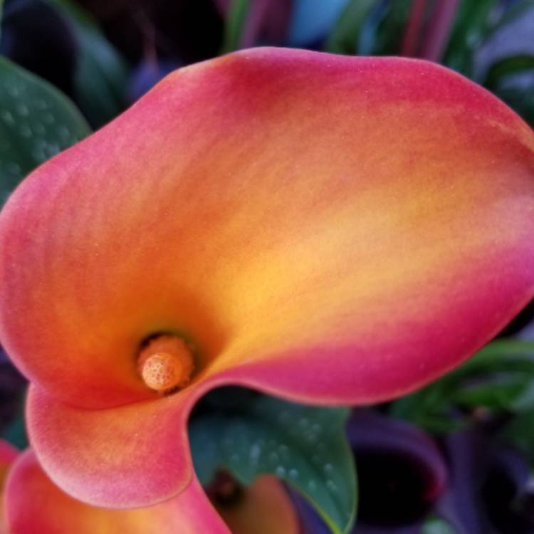 plant image 694801