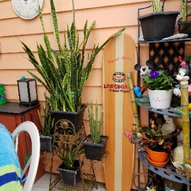 Sansevieria