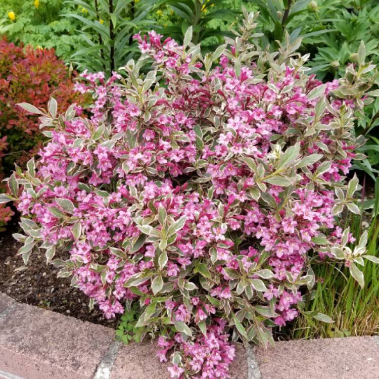 Weigela florida 'Verweig' syn. Weigela florida 'Monet', Weigela florida ...