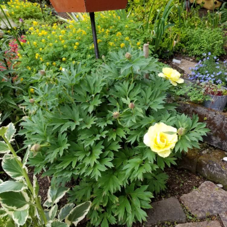 plant image 707618 plant image 707618