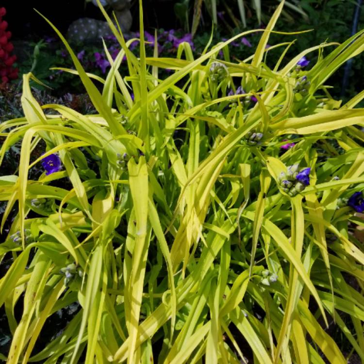 plant image 709353 plant image 709353