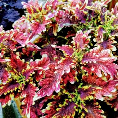 Solenostemon scutellarioides  syn. Plectranthus scutellarioides, Coleus scutellarioides, Coleus blumei