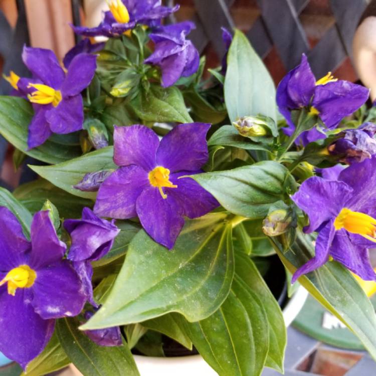 Plant image Exacum Affine