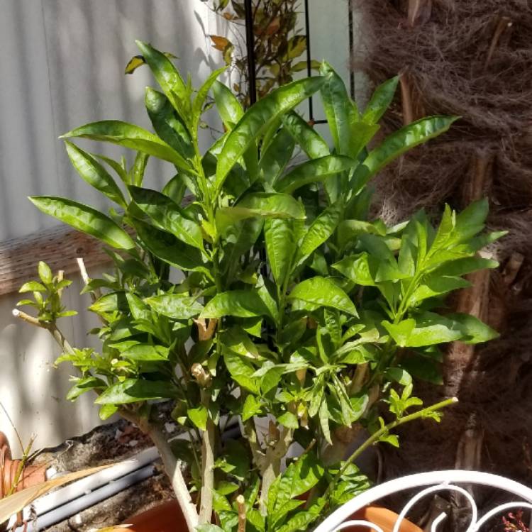 plant image 723594