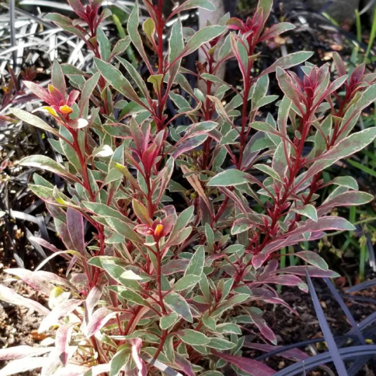 plant image 723605 plant image 723605