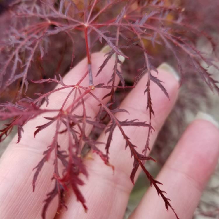 plant image 725412 plant image 725412