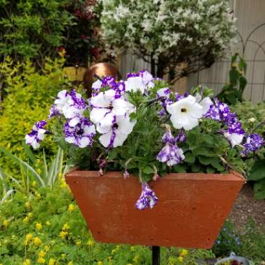 Petunia 'Kleph15313' syn. Petunia 'Night Sky', Petunia 'Headliner Night Sky'