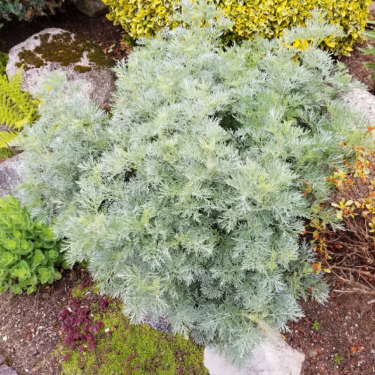 plant image 729716