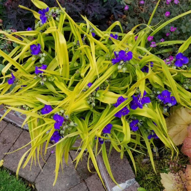Plant image Tradescantia (Andersoniana Group) 'Sweet Kate'
