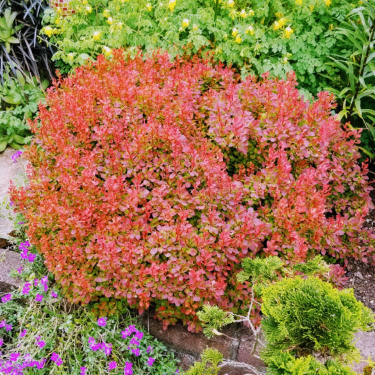 plant image 731285 plant image 731285