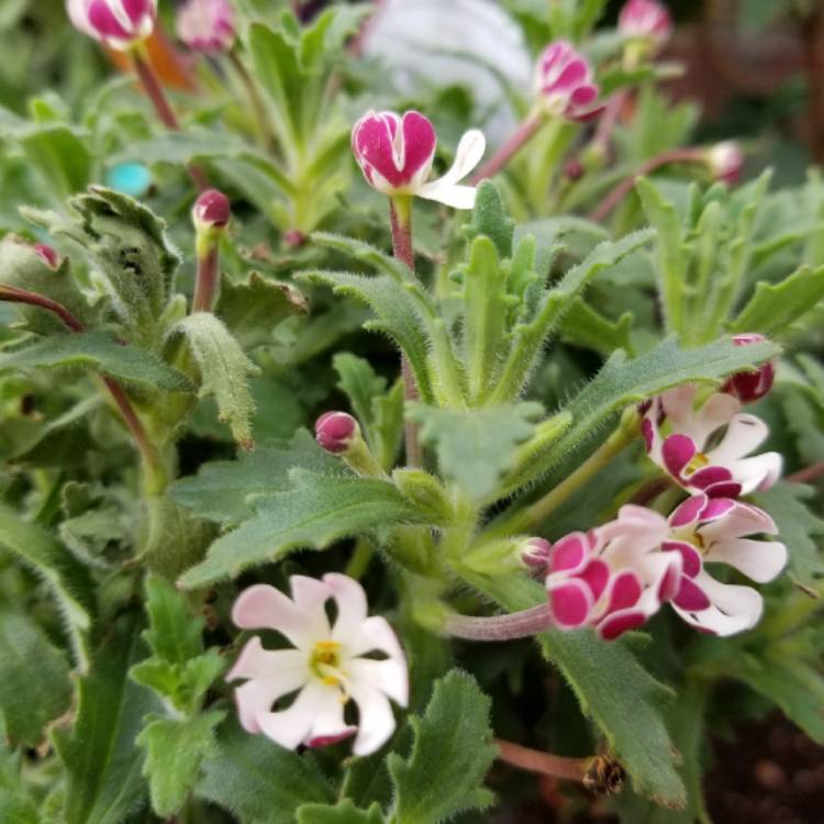 plant image 741416 plant image 741416
