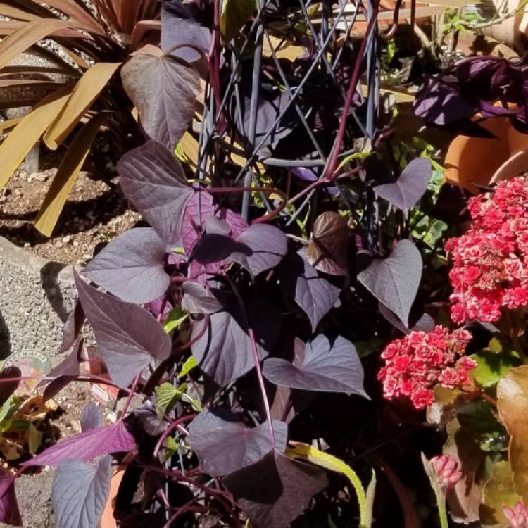 plant image 746069