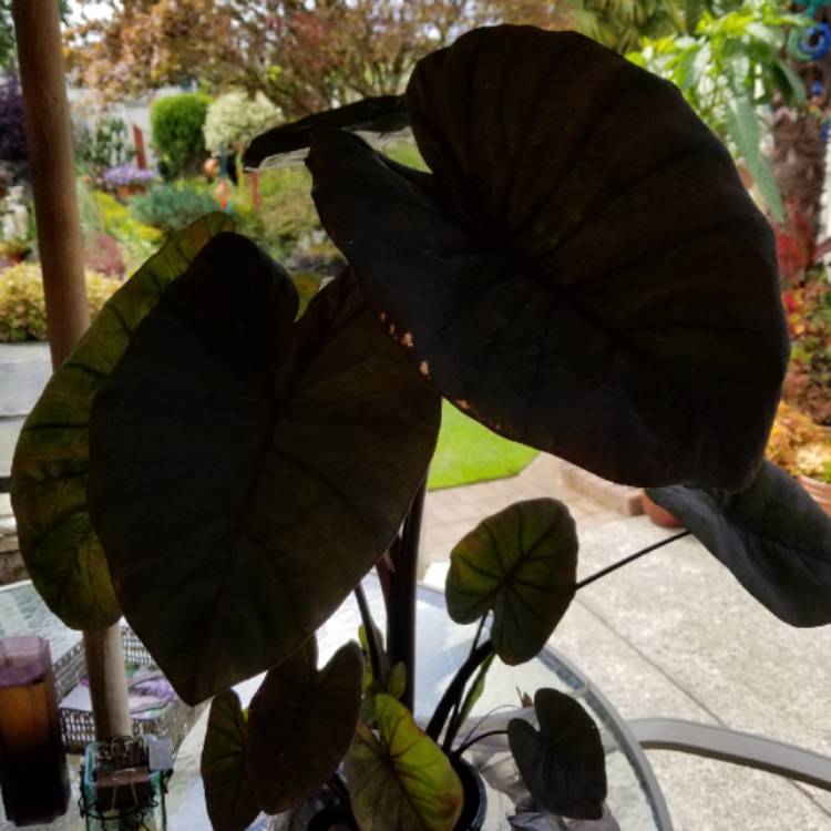 Plant image Colocasia esculenta 'Black Coral' (Royal Hawaiian Series)