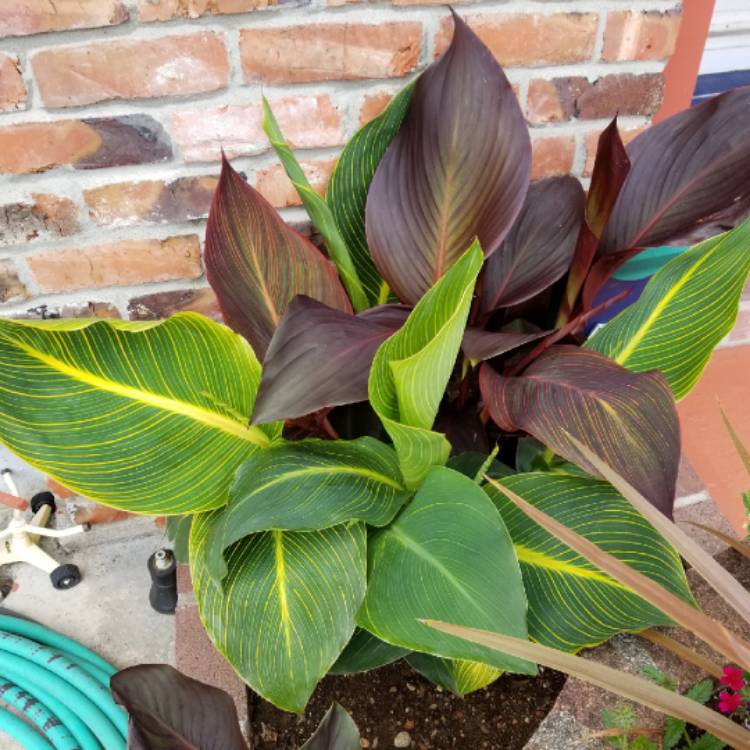plant image 757345 plant image 757345