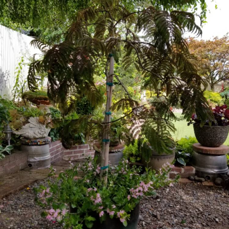plant image 773574 plant image 773574
