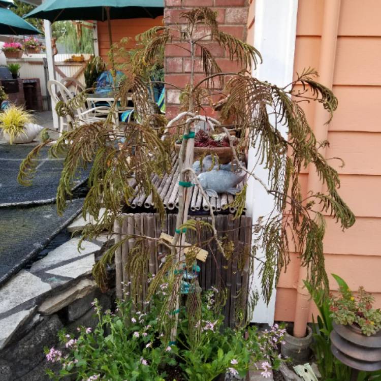 plant image 774823 plant image 774823