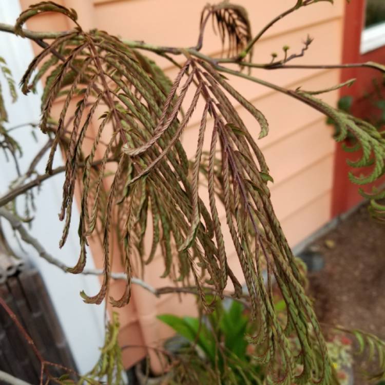plant image 774827 plant image 774827