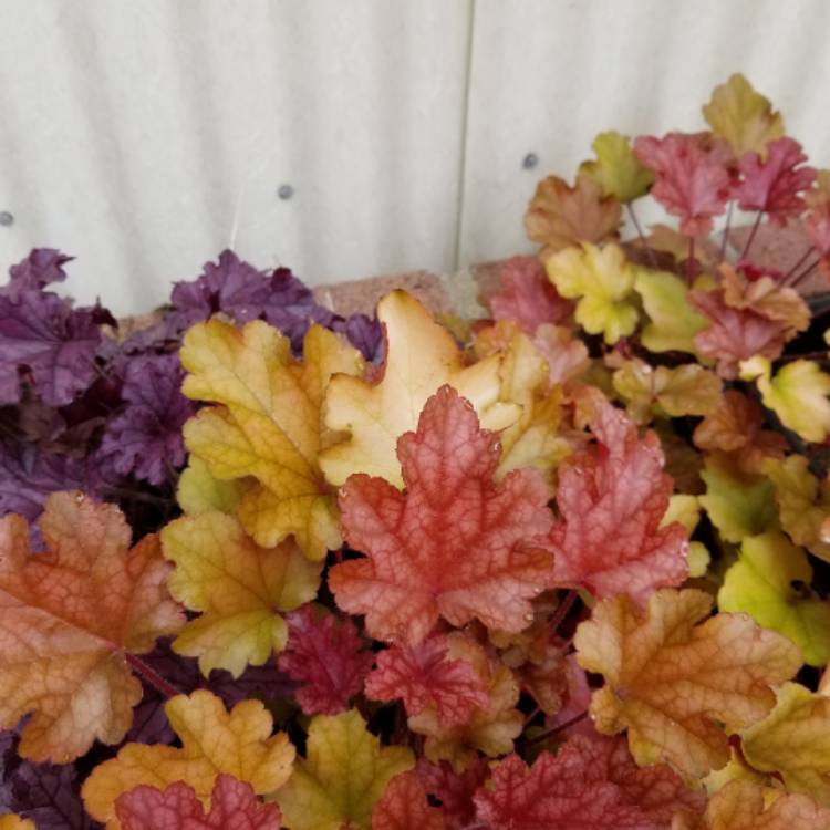 plant image 780515