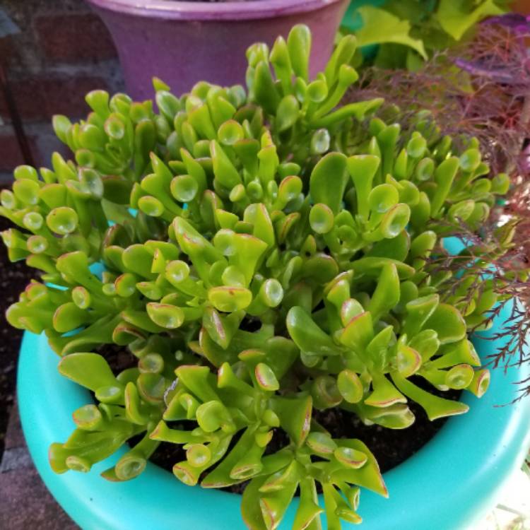 Plant image Crassula ovata 'Gollum'