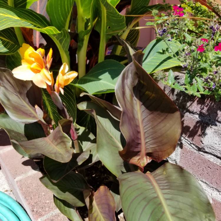 Plant image Canna 'Chocolate Sensation'