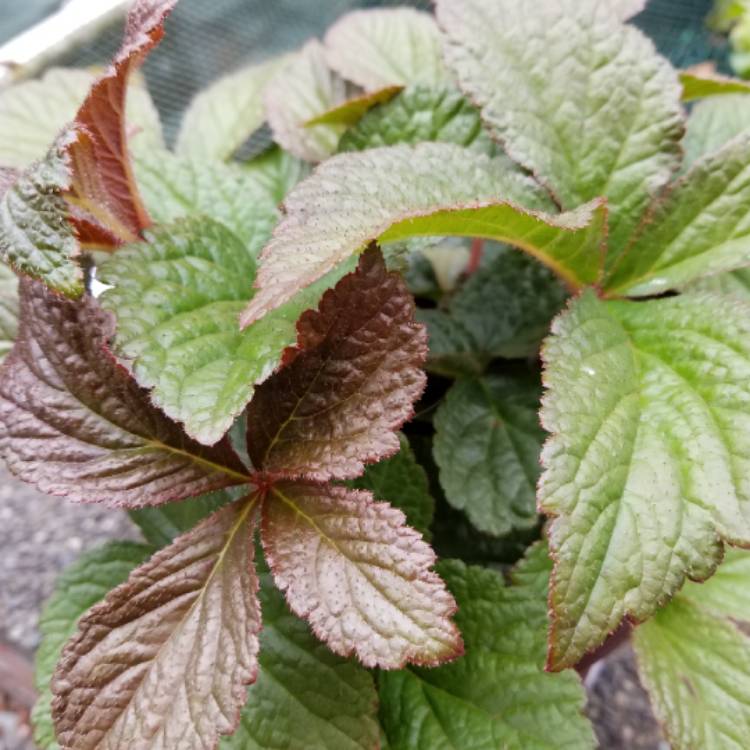 plant image 793148 plant image 793148