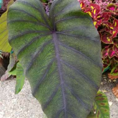 Colocasia esculenta 'Madeira'