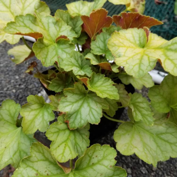 plant image 794260