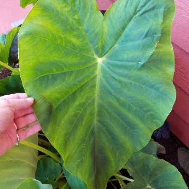 Colocasia esculenta  syn. Colocasia antiquorum