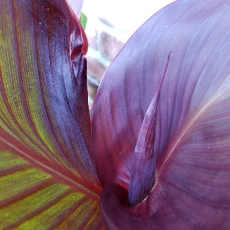 Plant image Canna 'Lon01' syn. Canna 'Tropicanna Black'
