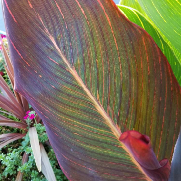 plant image 798636 plant image 798636