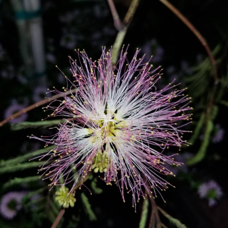 plant image 800086 plant image 800086