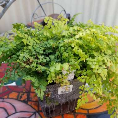 Adiantum venustum