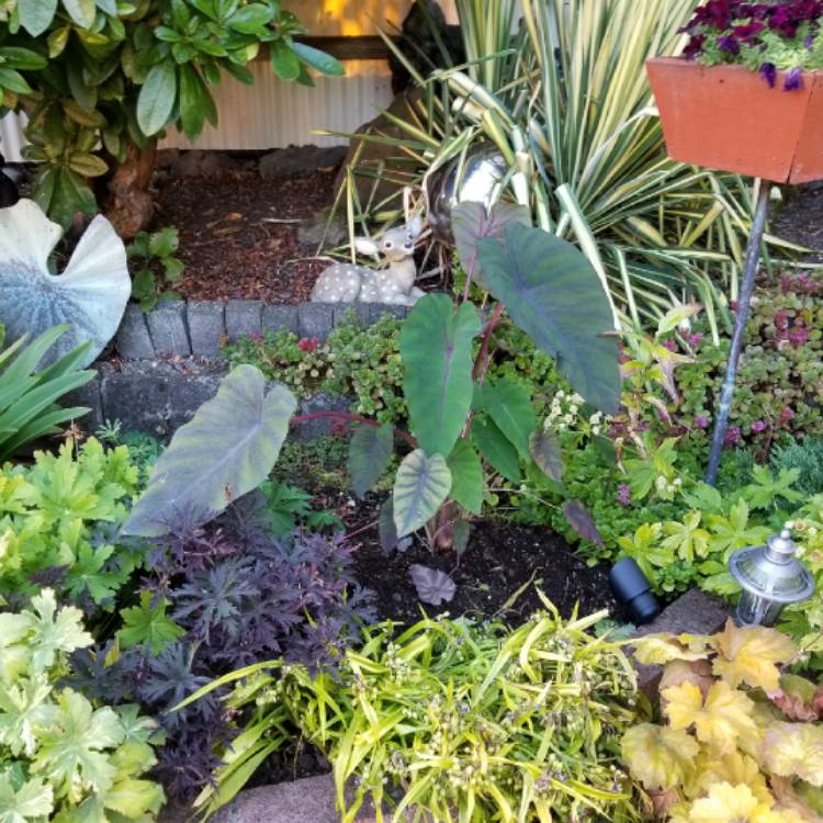 plant image 805998