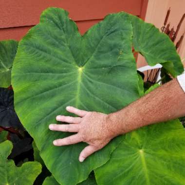 Colocasia esculenta  syn. Colocasia antiquorum