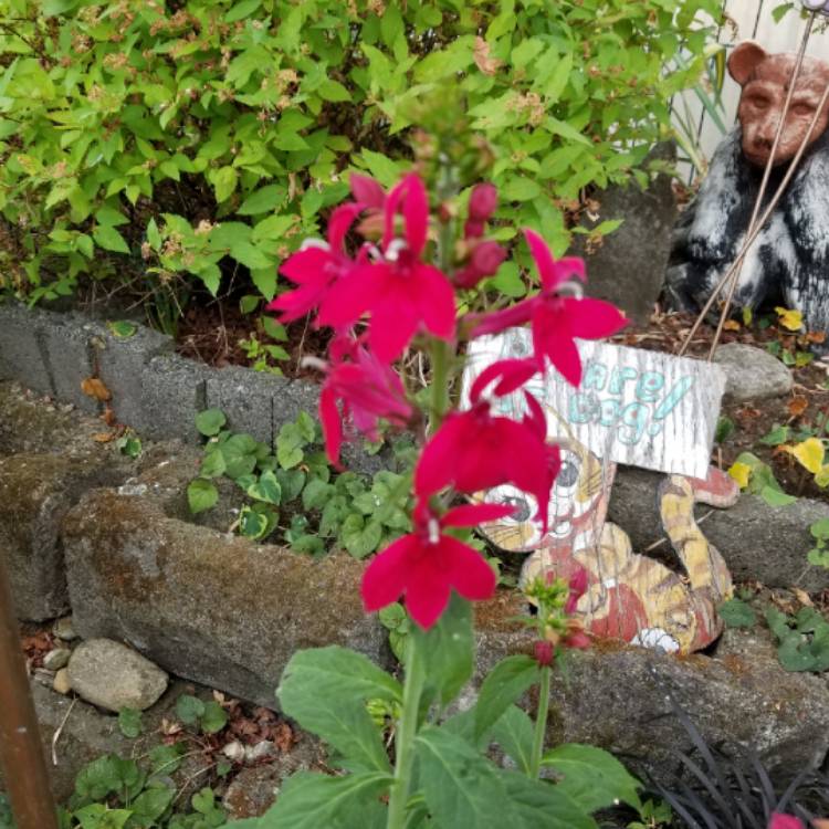 plant image 808410